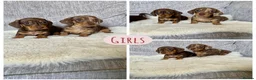 Miniature Dachshund dogs for sale: KC Miniature Dachshund 2 girls & 2 boys - Advert 8