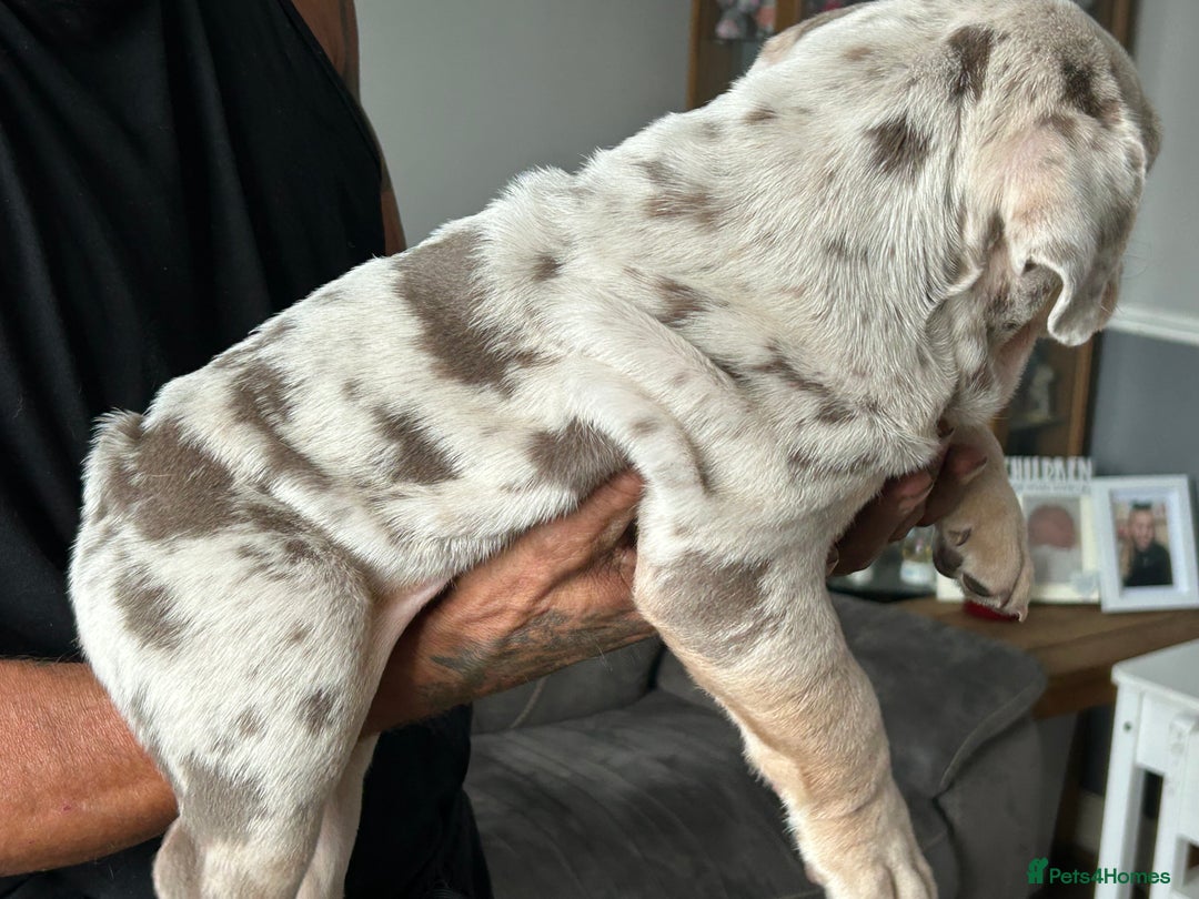 English Bulldog dogs for sale: UPDATED PHOTOS OF THE LAST BOY ENGLISH BULLDOG PUP in South Ockendon - Image 17