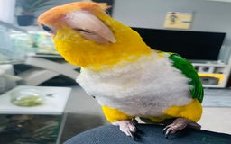 Mixed Breed birds for sale: Male Caique parrot - Image 5