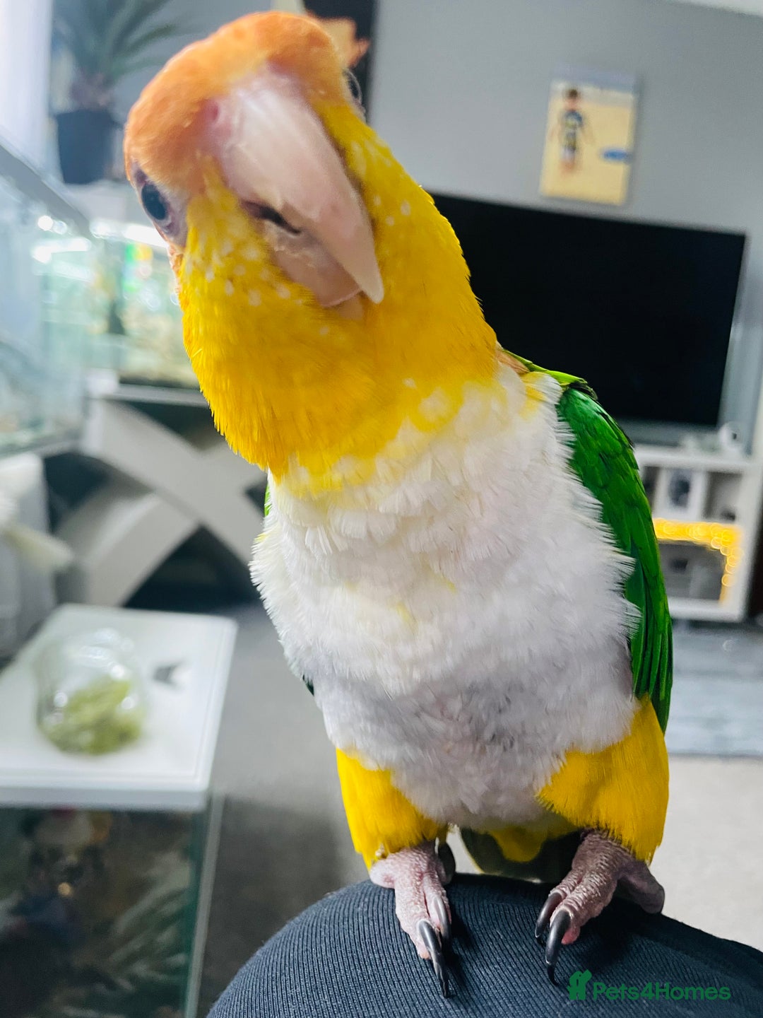 Mixed Breed birds for sale: Male Caique parrot - Image 5