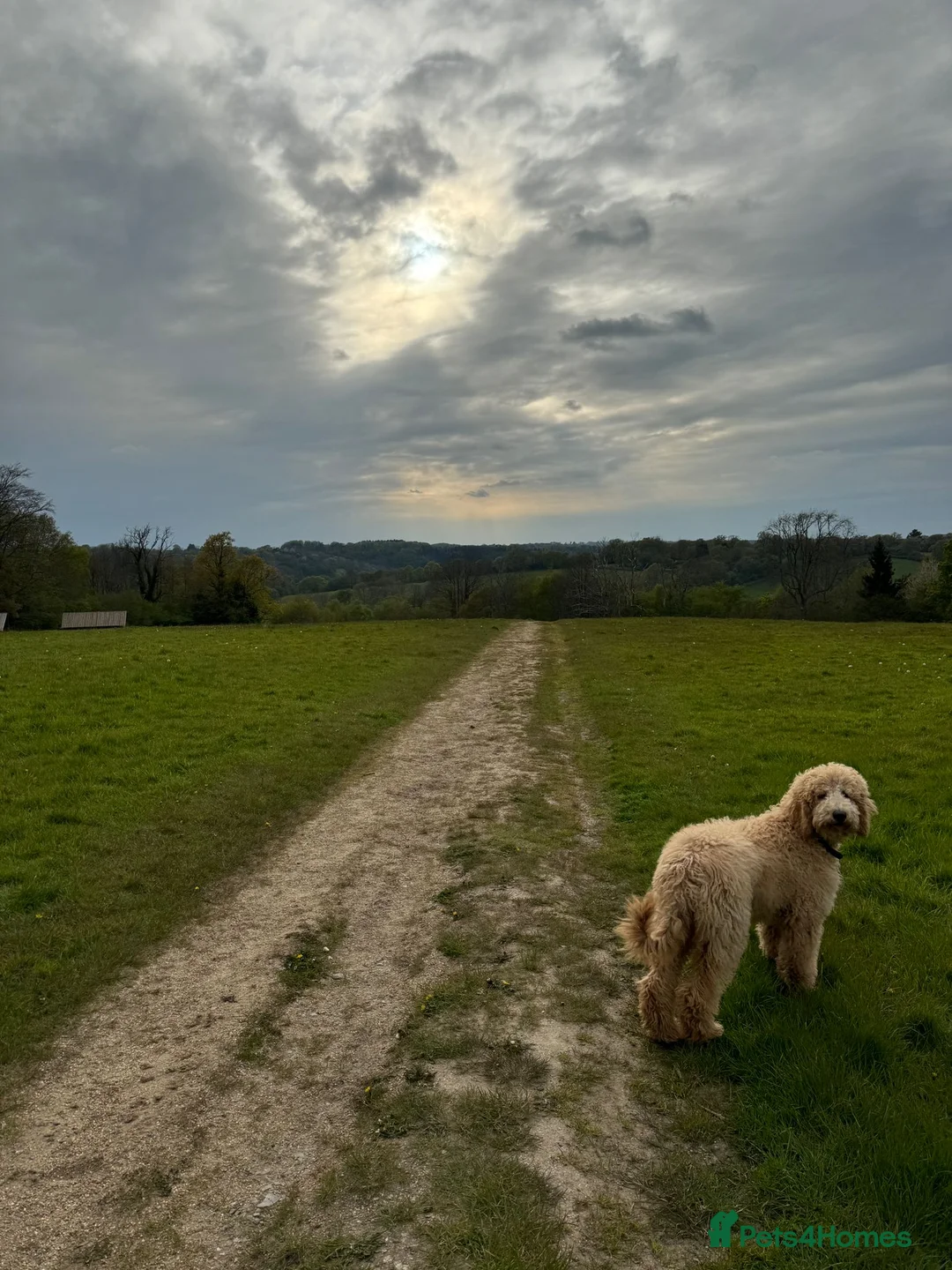 Goldendoodle dogs for stud: Cooper - Proven stud in Haywards Heath - Advert 5
