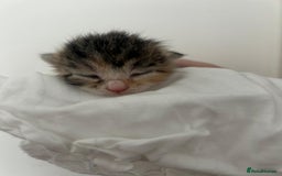 Mixed Breed cats for sale: 3 Beautiful Tabby Kittens  - Advert 4