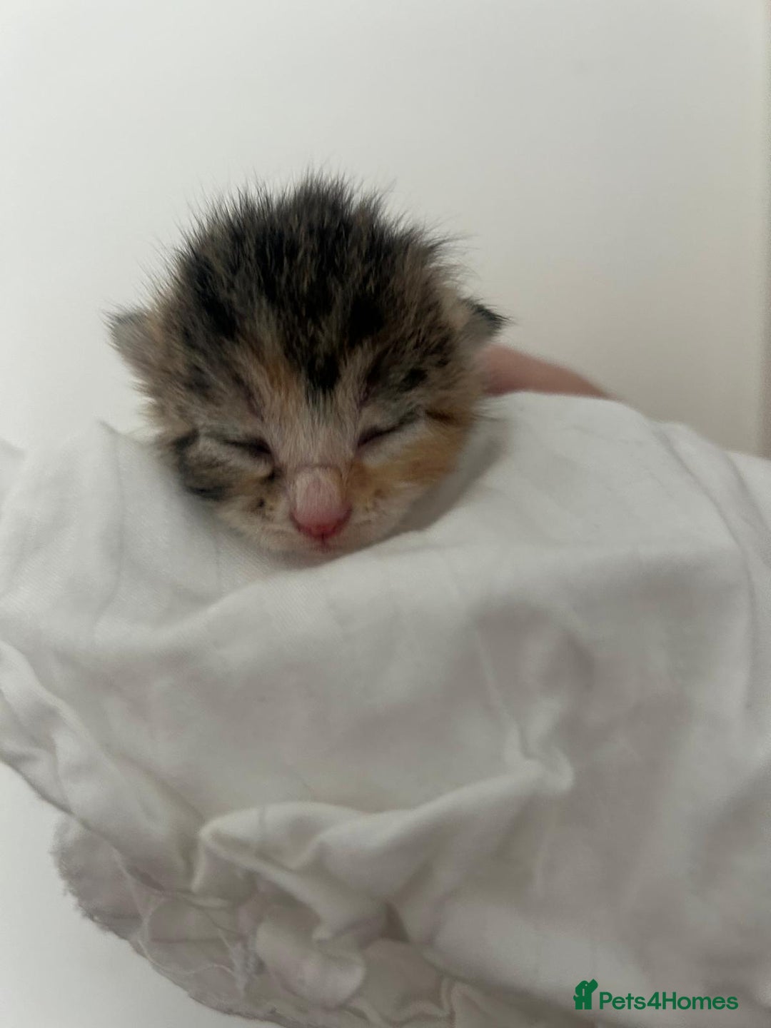 Mixed Breed cats for sale: 3 Beautiful Tabby Kittens  - Advert 4