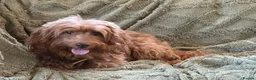 Irish Doodle dogs for sale: 🐾 Irish doodles 🐾 - Advert 3