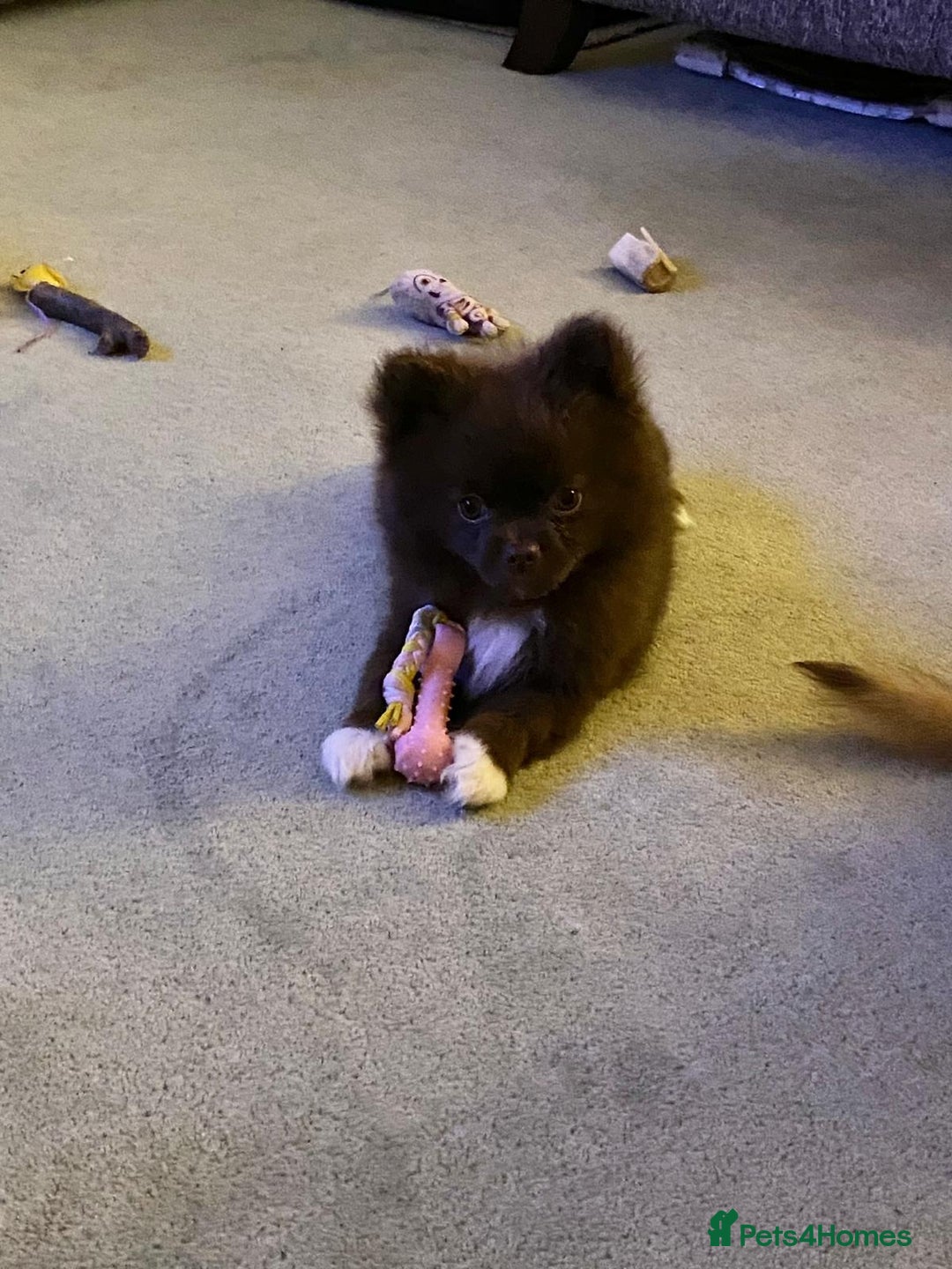 Pomeranian dogs for sale: 1 stunning rare markings Pom ready now  - Advert 7