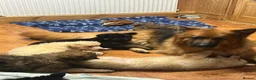 German Shepherd dogs for sale: Beautiful long haired straight back GSD babies  - Advert 6