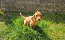 Labrador Retriever dogs for sale: Labrador Puppies For sale Ready Now - Image 4
