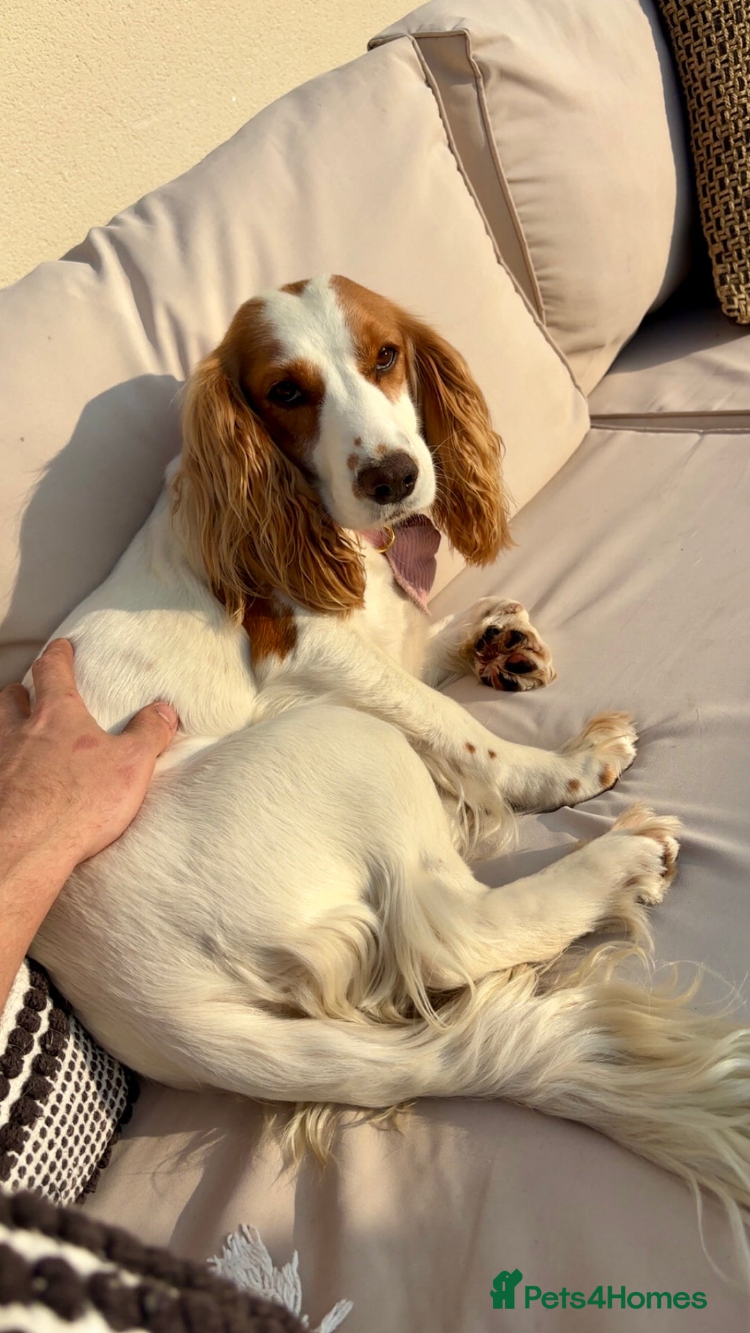 Cocker Spaniel dogs for sale: Cocker Spaniel  - Image 4