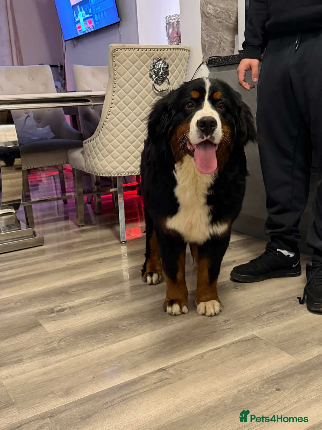 Bernese Mountain Dog dogs for sale: Bernese mountain dog  - Advert 2
