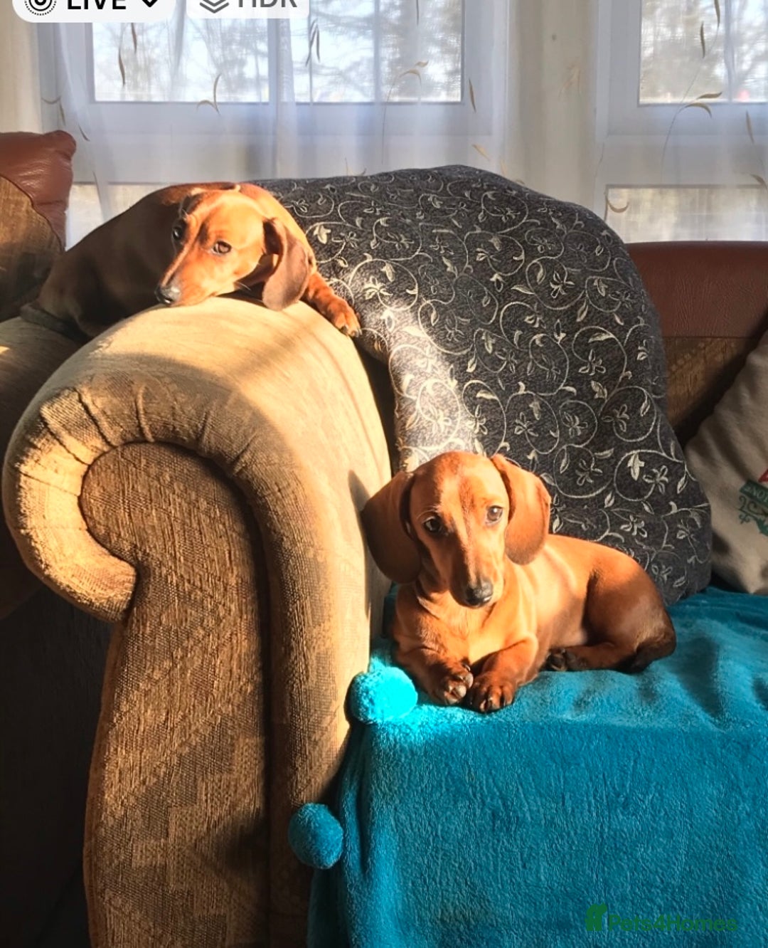 Miniature Dachshund dogs for sale:  PRA clear, Mother is a certified school dog  - Image 6