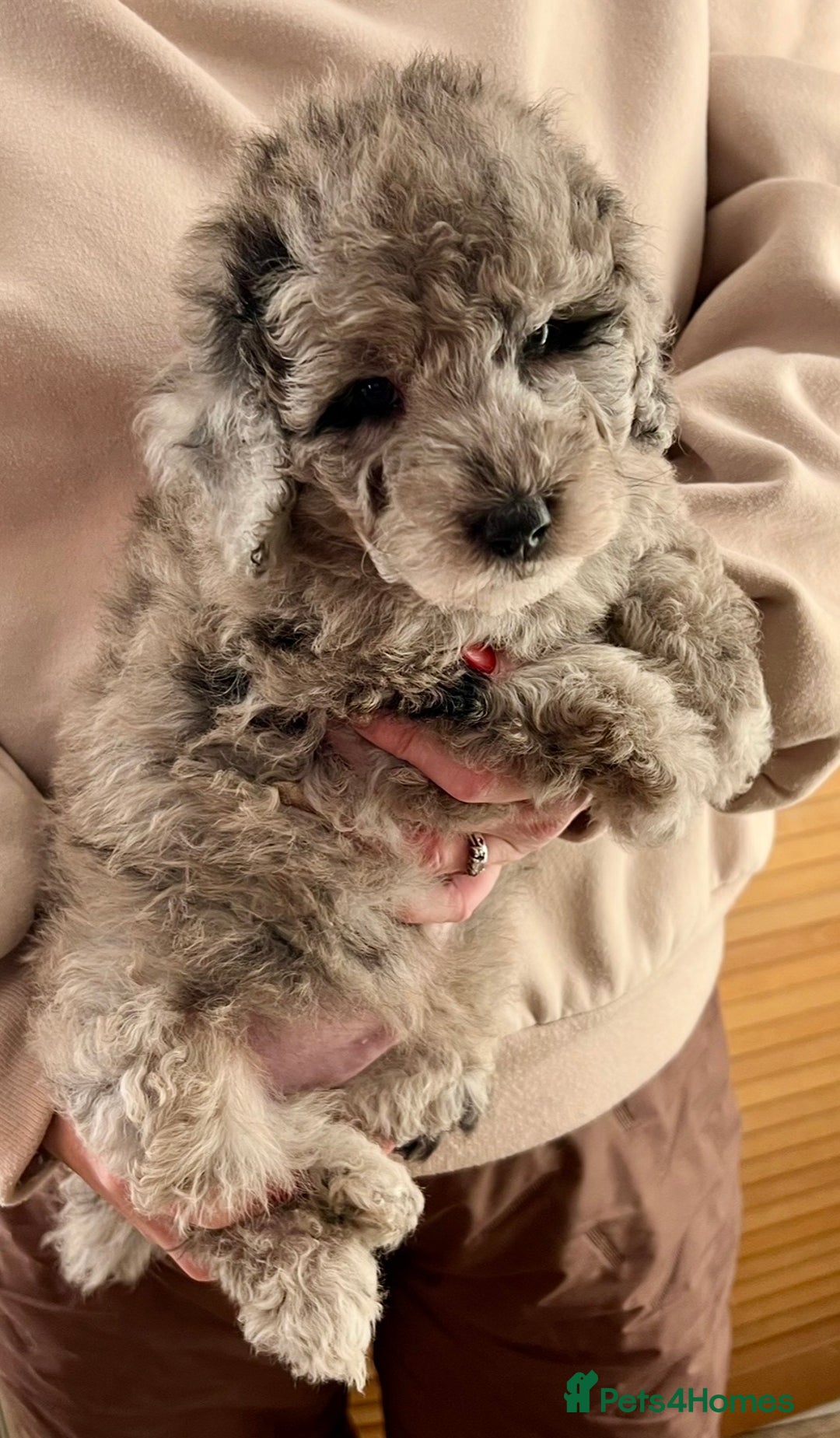 Labradoodle dogs for sale: F1b Labradoodles, Miniature Health tested parents - Advert 9