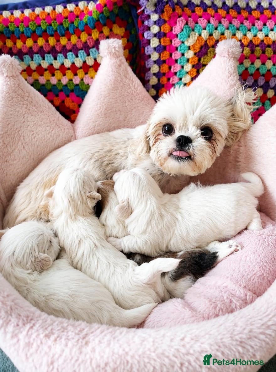 Shih Tzu dogs ❤️🐶Stunning Shih Tzu puppies - Advert 1