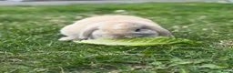 Mini Lop rabbits for sale: Biscuit the bunny is looking for a loving home. in Rhyl - Advert 2