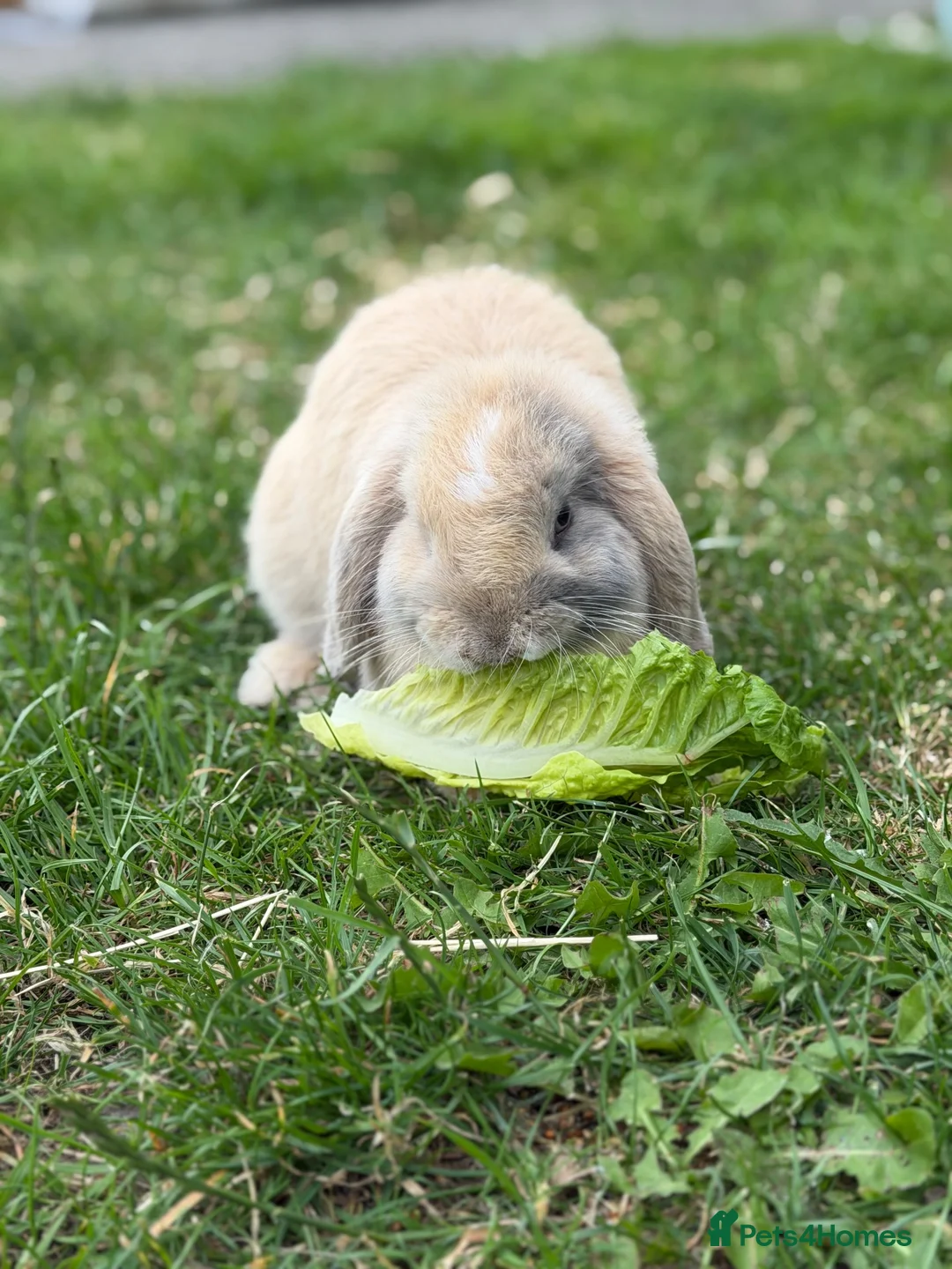 Mini Lop rabbits for sale: Biscuit the bunny is looking for a loving home. in Rhyl - Advert 2
