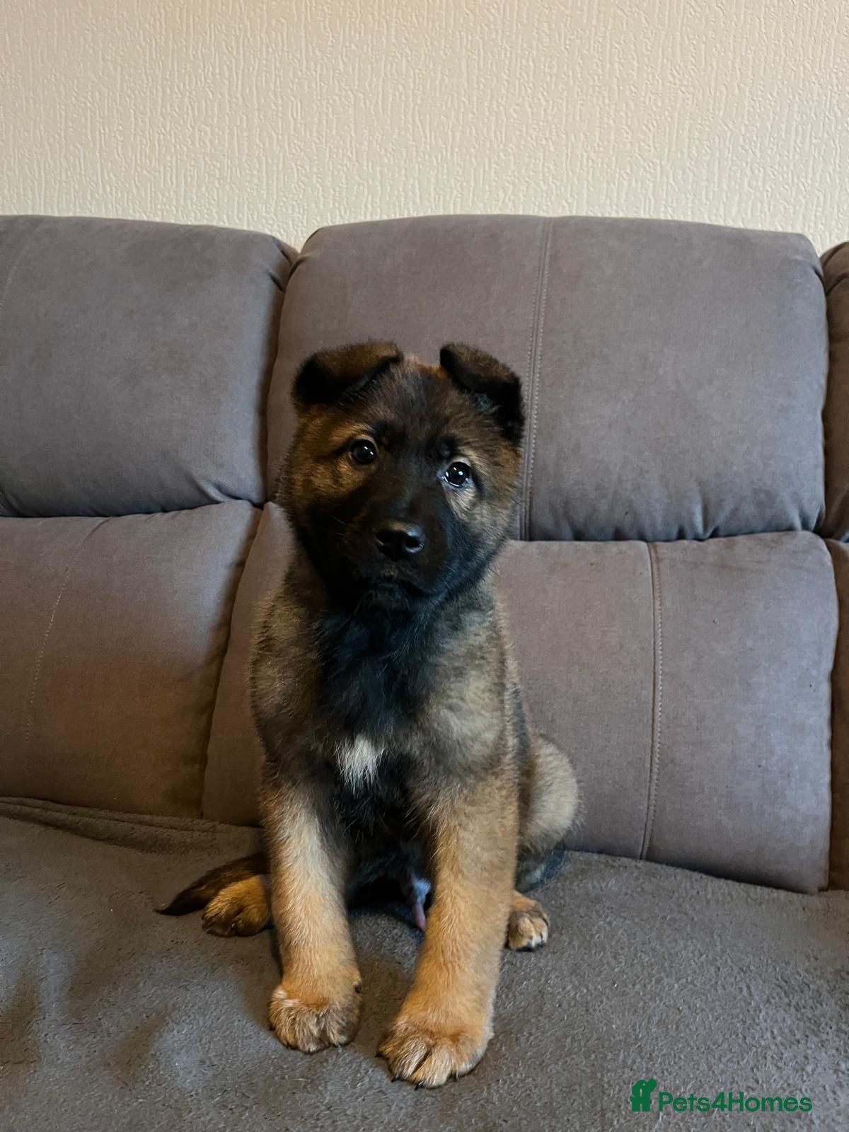 German Shepherd dogs German Shepherd Puppies - Advert 17