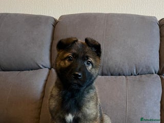 German Shepherd dogs German Shepherd Puppies - Advert 1