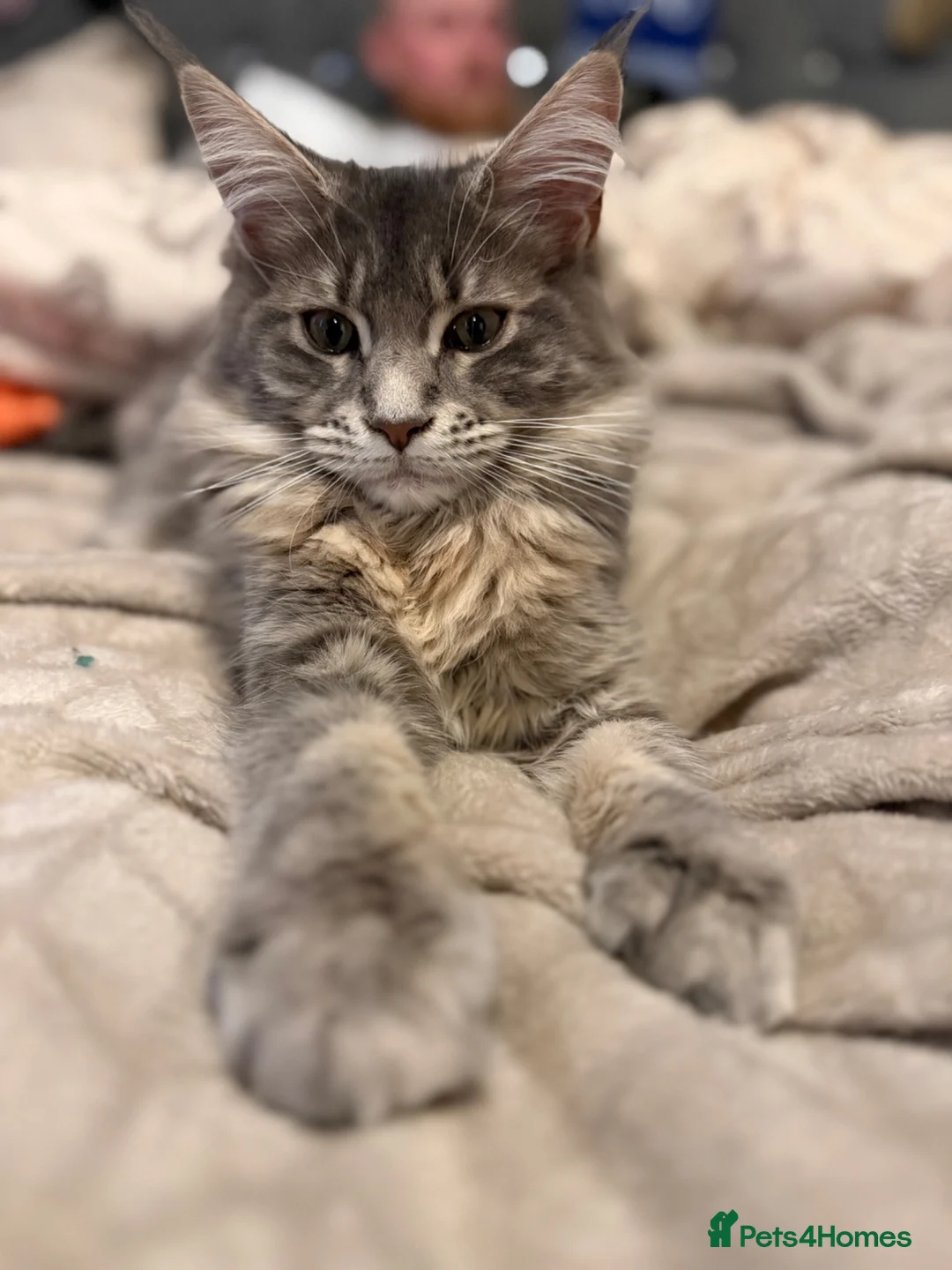Maine Coon cats for sale: Princess  - Advert 1