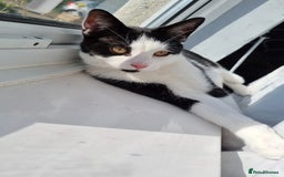 British Shorthair cats for sale: Male cat , Bertie  - Image 2