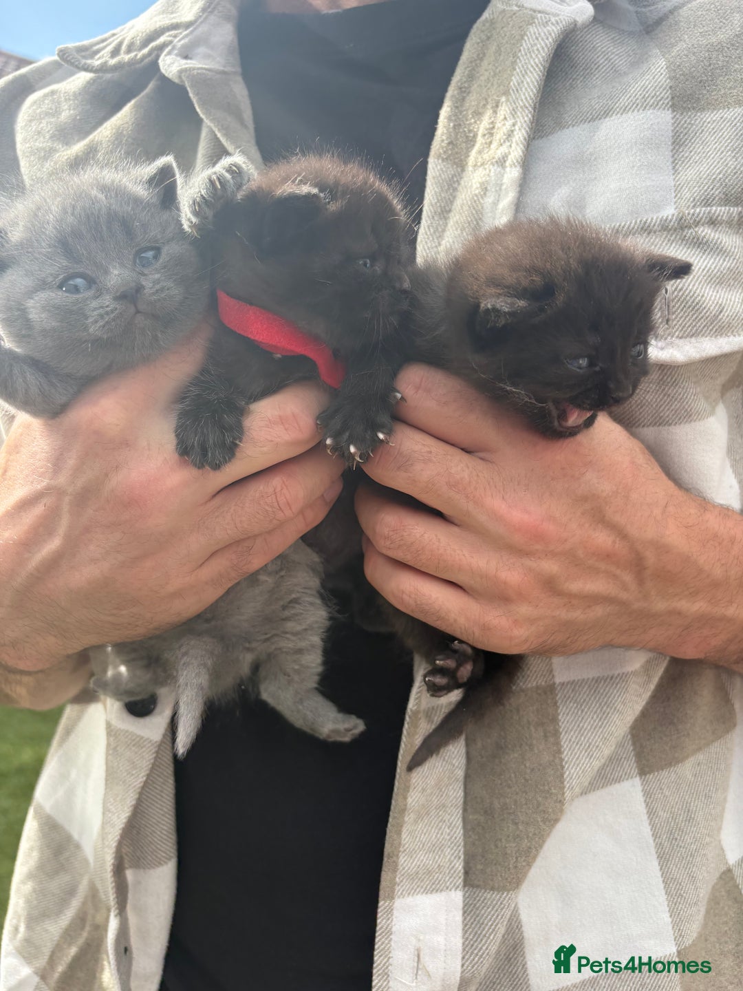 British Shorthair cats for sale: British Shorthair chocolate/grey colours  - Image 5