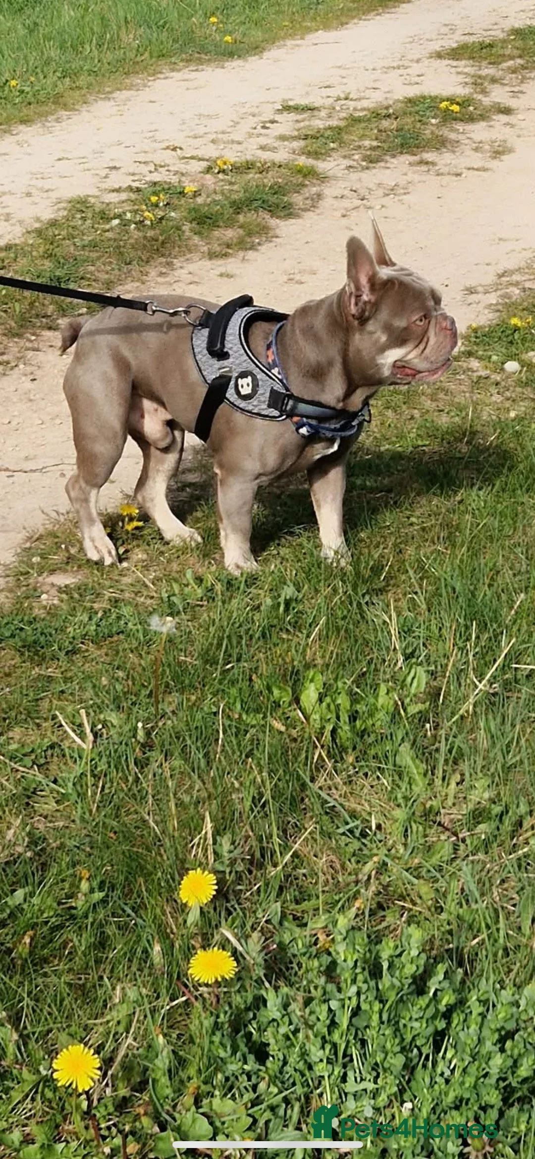 French Bulldog dogs for stud: Isabella and tan health tested french bulldog stud in Lincoln - Advert 13
