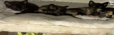 Oriental Kitten 3