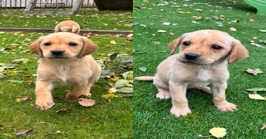 Labrador Retriever dogs - Advert 1