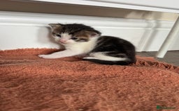 Mixed Breed cats for sale: Kittens looking for their new home  - Image 4