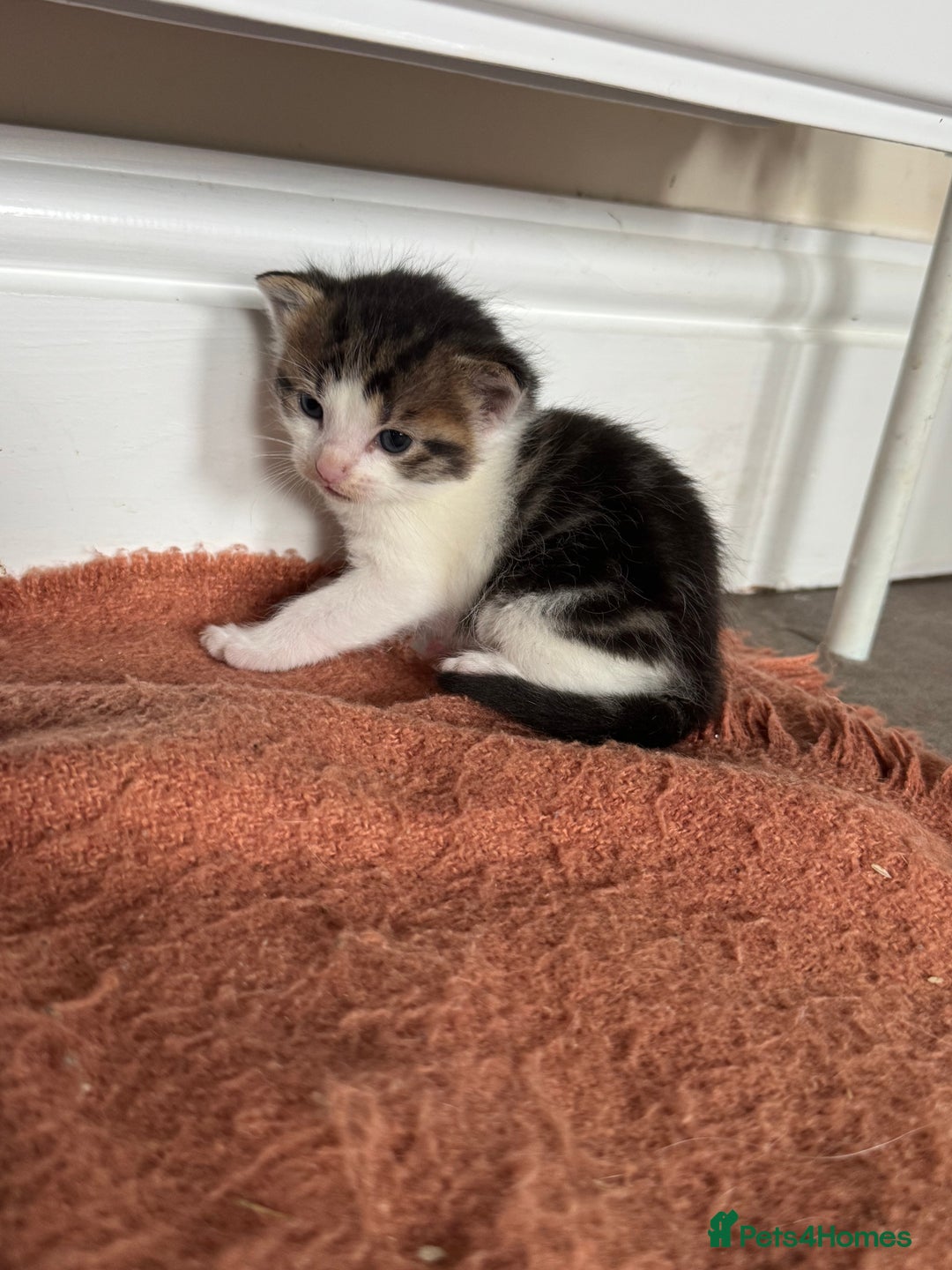 Mixed Breed cats for sale: Kittens looking for their new home  - Image 4