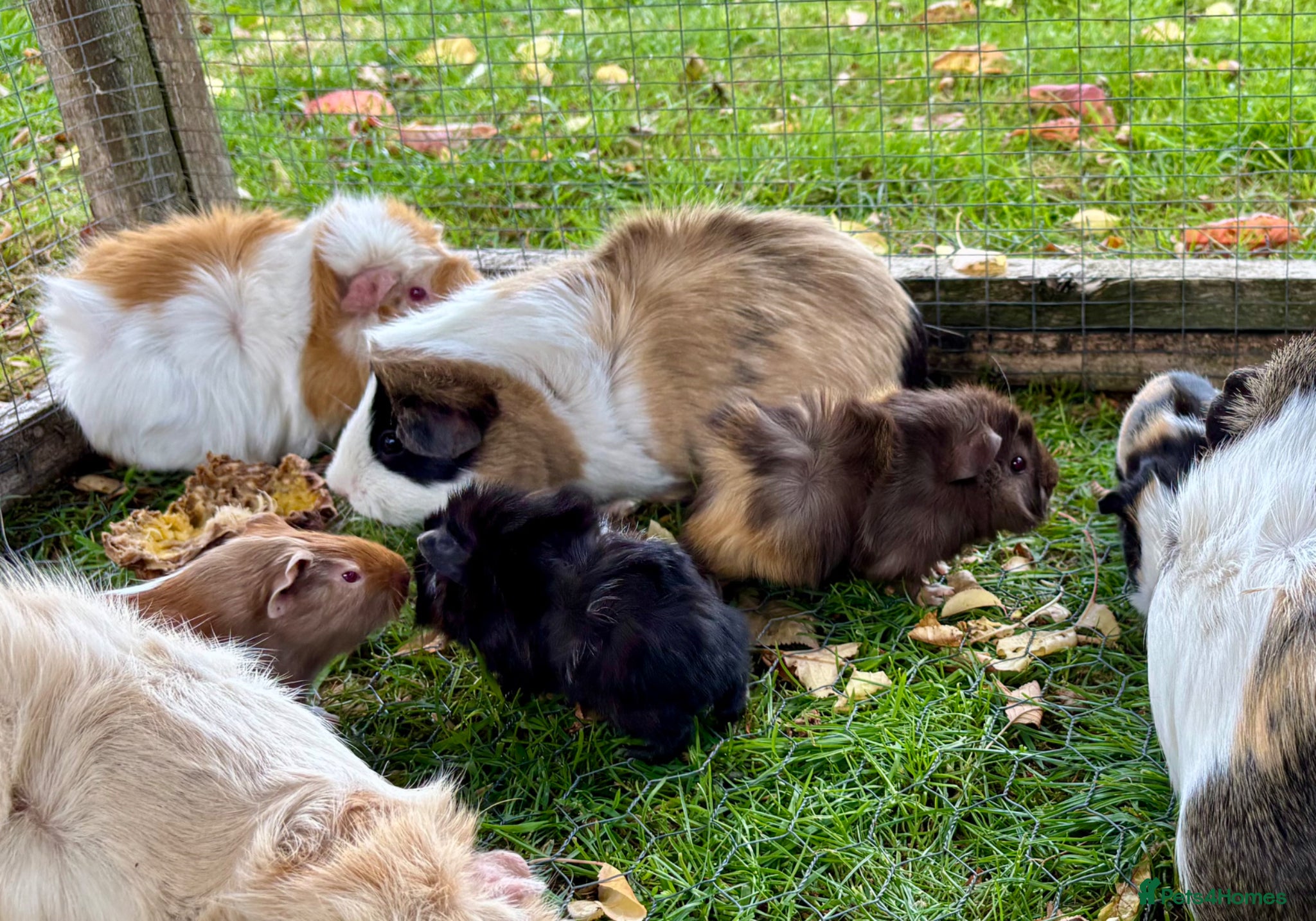 Guinea Pig rodents for sale: Baby Guinea Pigs for sale  - Advert 5