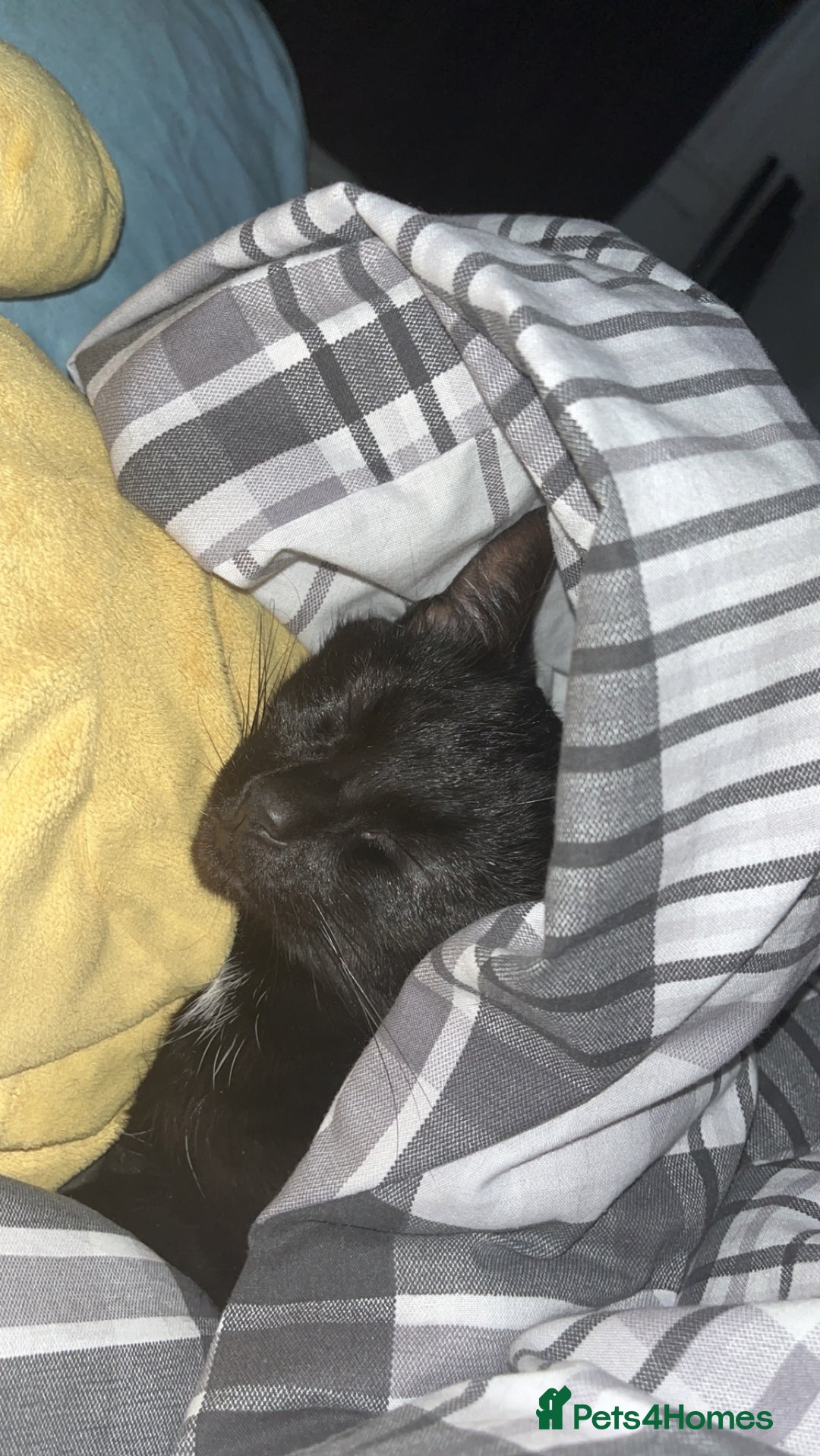 British Shorthair cats for sale: Loving Home Wanted for Black Cat – Nina 🐾 - Advert 5