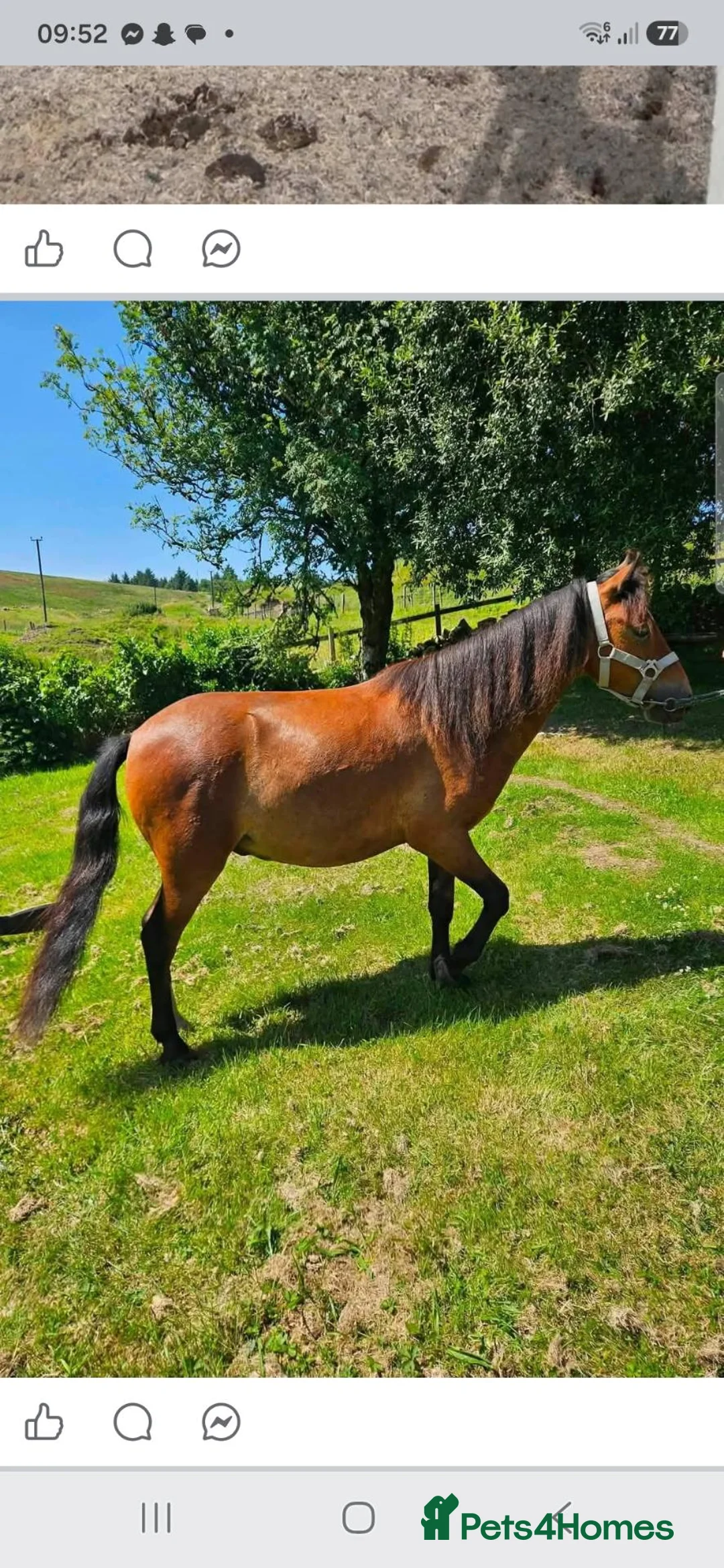 Welsh Section A horses for sale: Unregistered welsh a ponies  in Cumnock - Advert 2