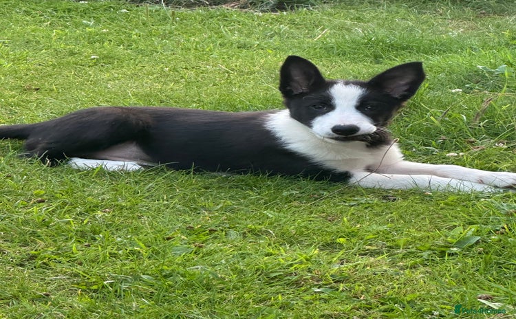Border Collie dogs - Advert 11