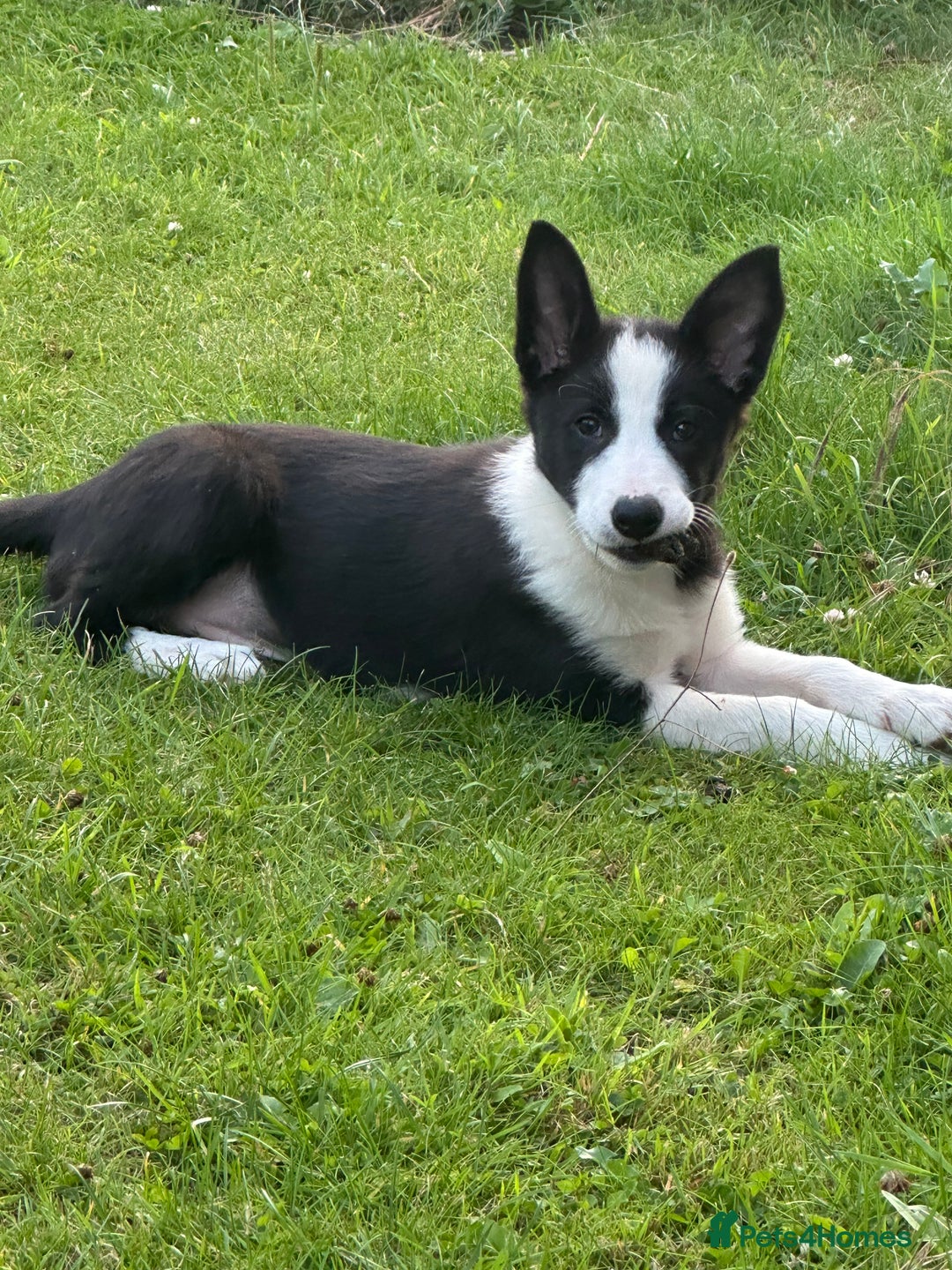 Border Collie dogs for sale: BORDER COLLIE PUPS 1 BOY LEF - Image 1