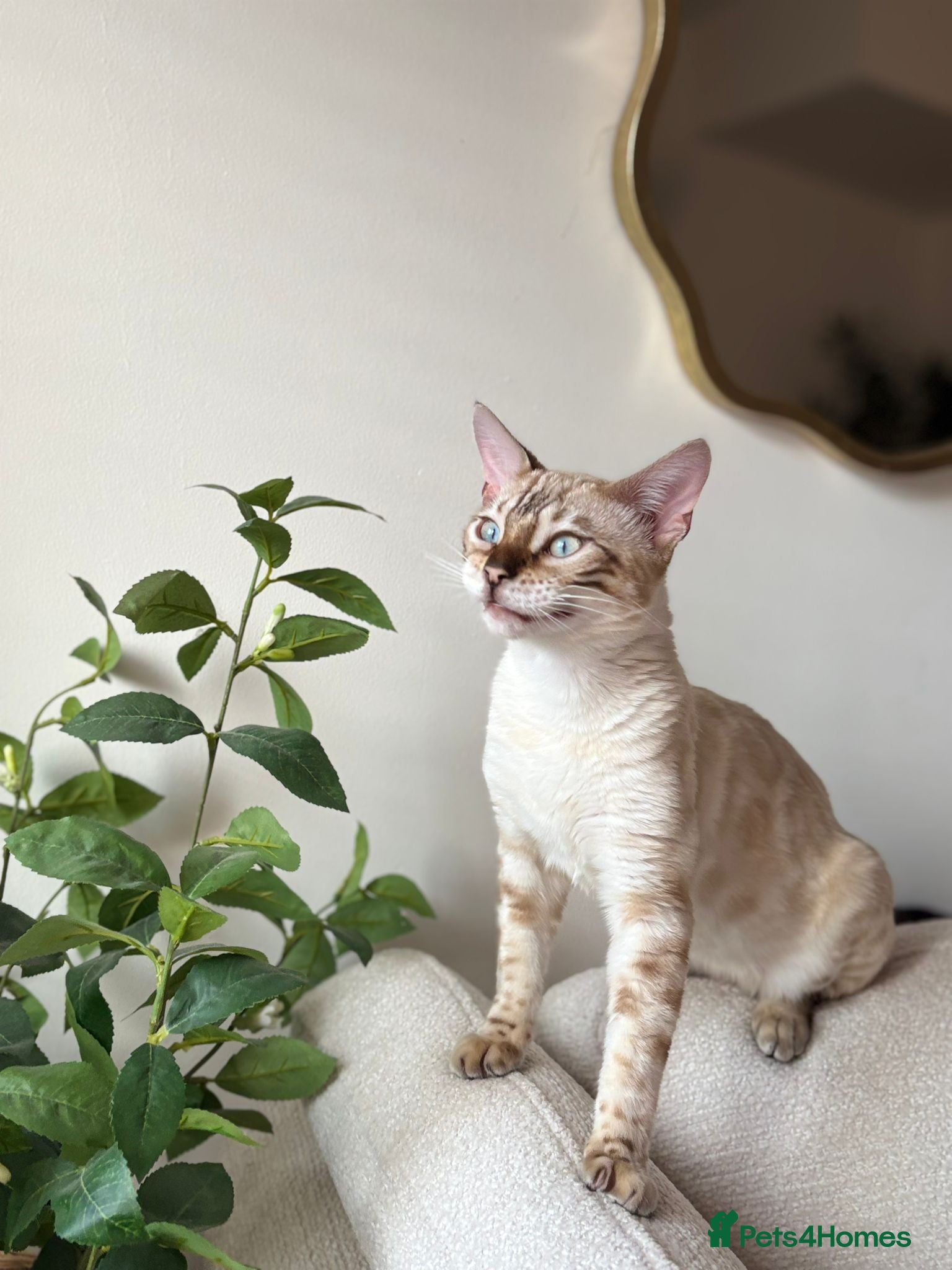 Bengal cats Snow boy  - Advert 1
