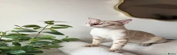 Bengal cats for sale: Snow boy  - Advert 1