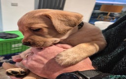 Labrador Retriever dogs for sale: Labrador puppies -1 black girl & 3 black boys left - Image 33