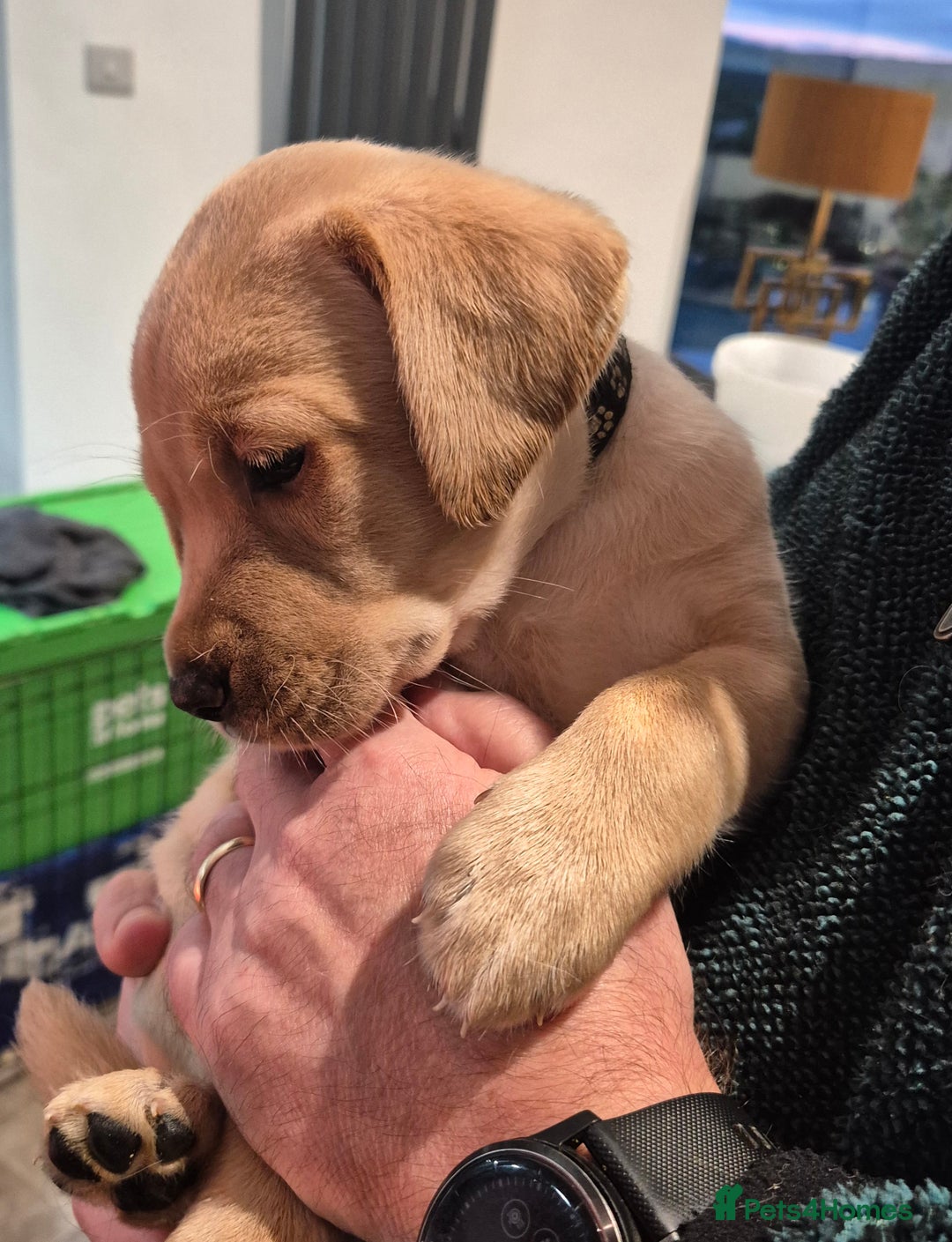 Labrador Retriever dogs for sale: Labrador puppies -1 black girl & 3 black boys left - Image 33