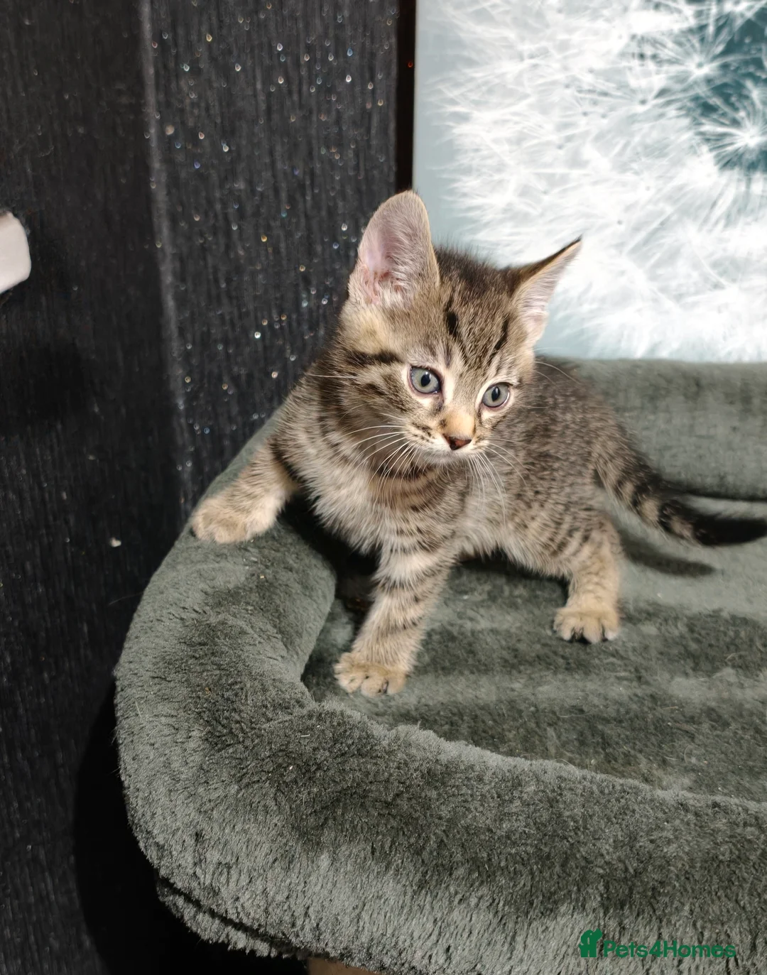 Mixed Breed cats for sale: 2 beautiful tabby kittens £80 each  - Advert 4