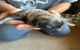 Lurcher dogs for sale: Litter of fabulous Lurchers - Image 17