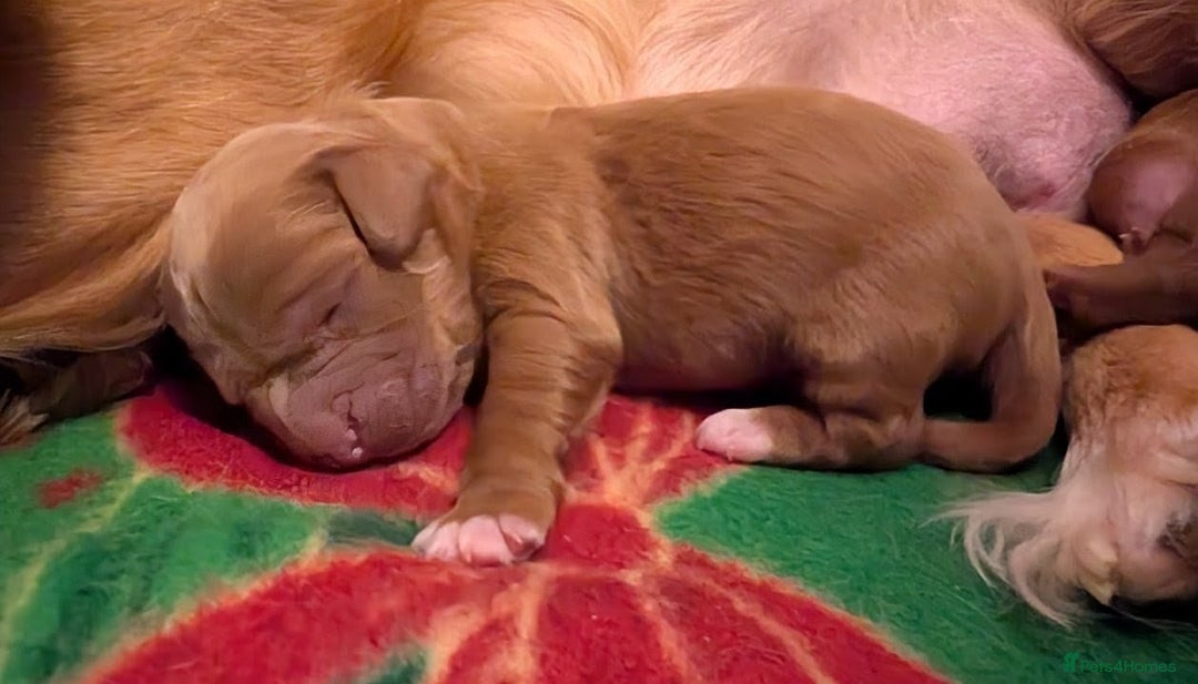 Cavapoo dogs for sale: F1B Deep Fox Red Puppies - Advert 5