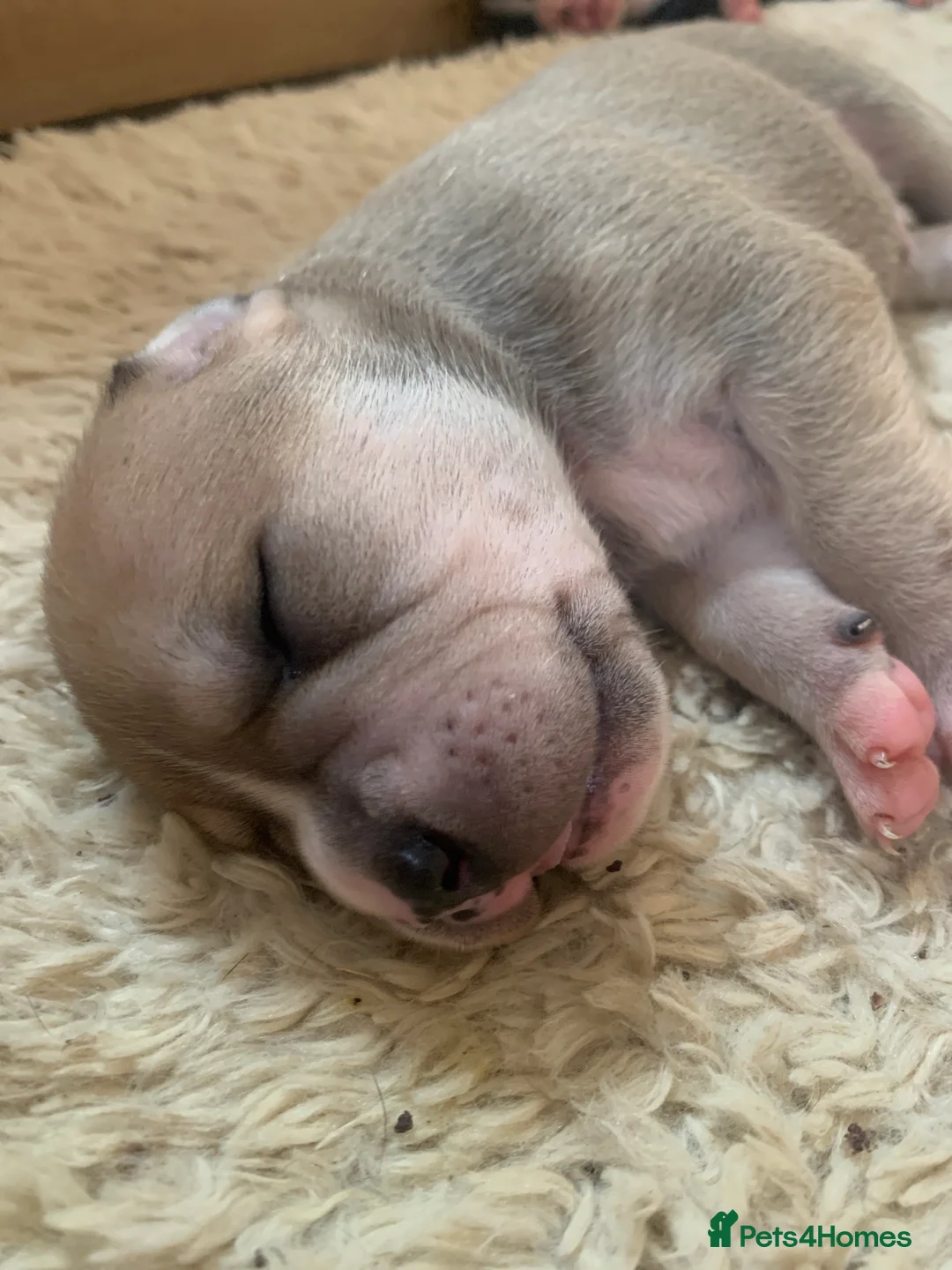 Mixed Breed dogs for sale: Staffy mastiff x bulldog bully - Advert 7