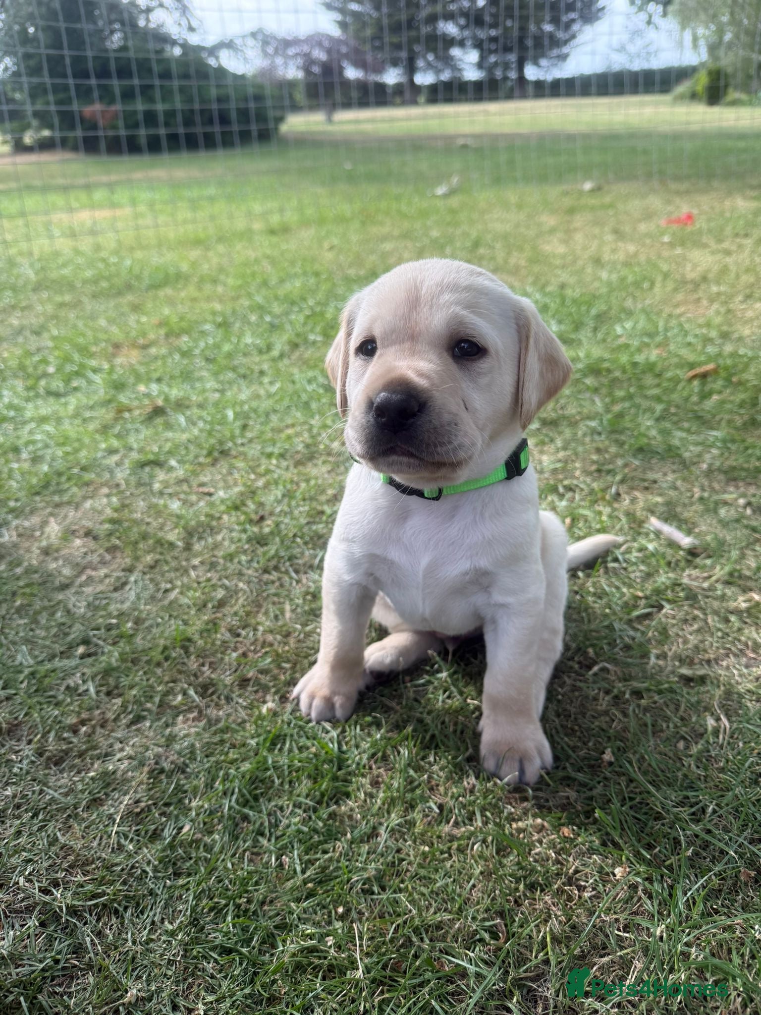 Labrador Retriever dogs for sale: Beautiful litter of Labrador puppies  - Advert 10