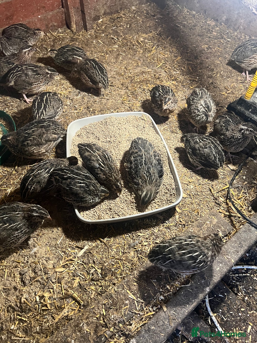 Quail poultry for sale: 11 female and 2 male quail for sale  - Image 5