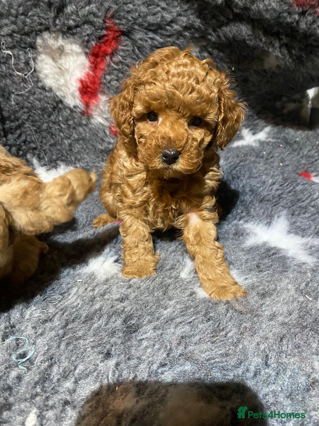 Toy Poodle dogs for sale: KC Toy Poodles Health Tested - Advert 6