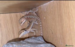 Bearded Dragon reptiles for sale: Bearded Dragon Babies - Image 2