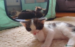 Ragdoll cats for sale: Ragdoll cross kittens x 5 - Image 9