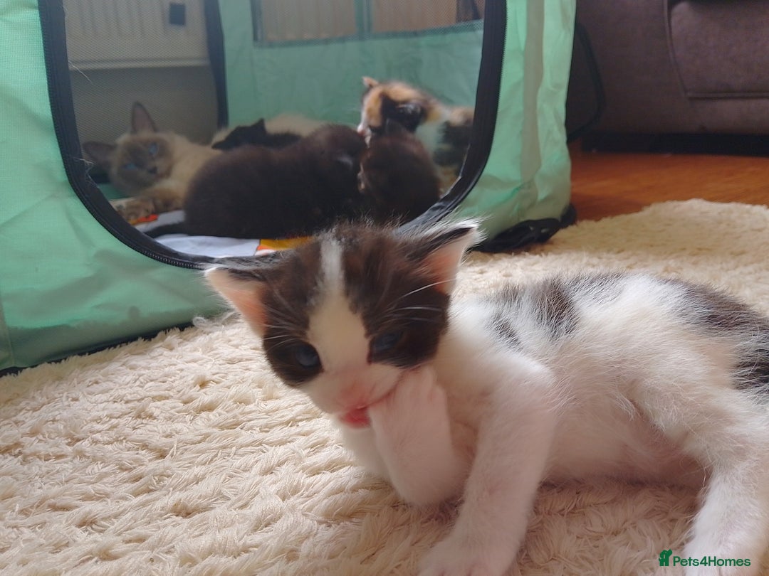 Ragdoll cats for sale: Ragdoll cross kittens x 5 - Image 9