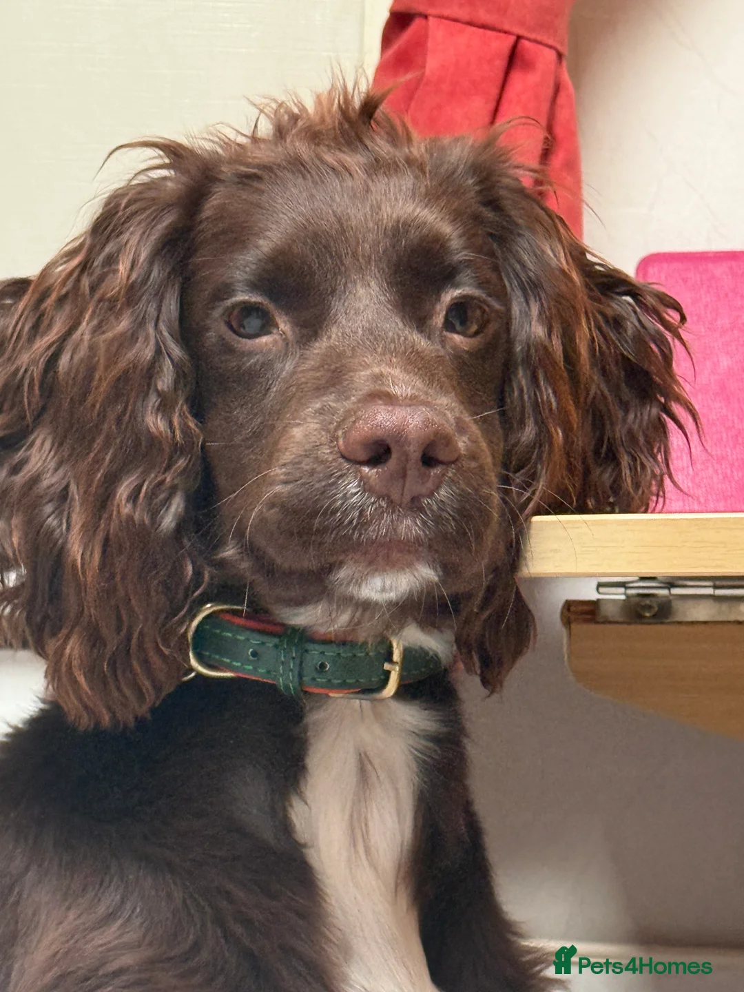 Cocker Spaniel dogs for stud: KC - Chocolate Cocker Spaniel for stud. - Advert 1