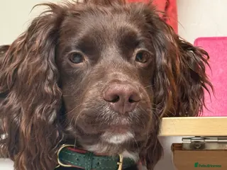 Cocker Spaniel dogs KC - Chocolate Cocker Spaniel for stud. - Advert 1