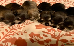 Miniature Schnauzer dogs for sale: Miniature Schnauzer pups - Image 10